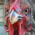 Gallus gallus domesticus.jpg