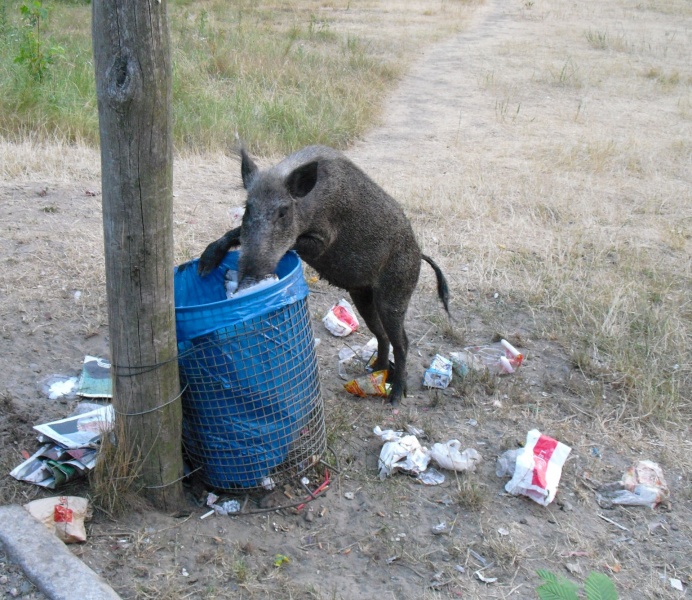 Datei:Wildschwein-Mutter Erde fec.jpg