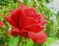 Rosa Ingrid Bergman.jpg